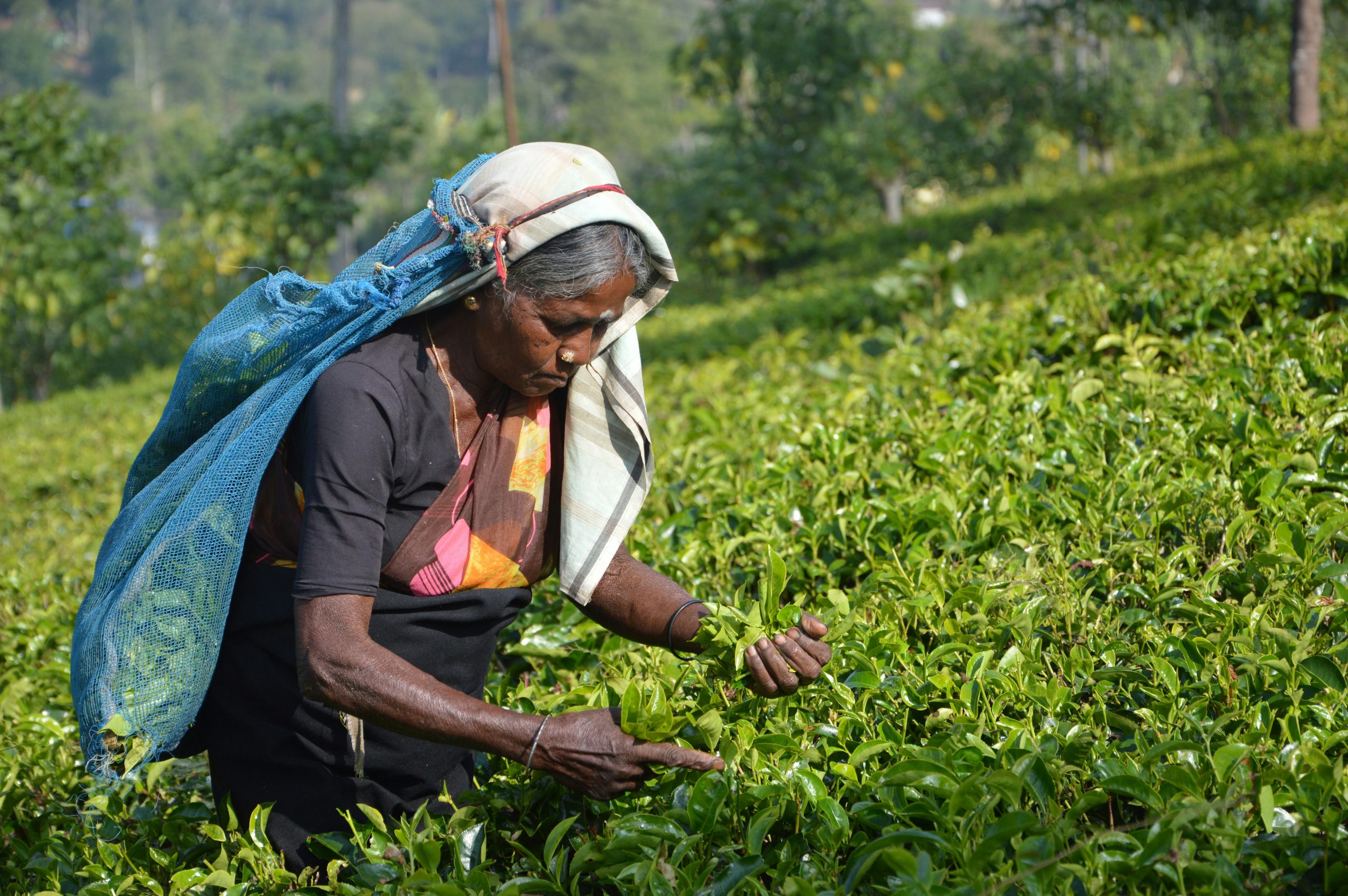 How to Find LMIA Farm Jobs in Canada: Practical Guide For Foreign Workers